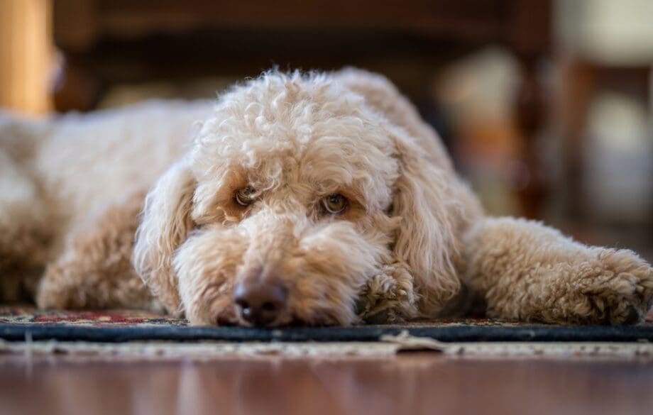 A light brown standard poodle, one of the best hypoallergenic dogs, lying on the floor looking at the camera.