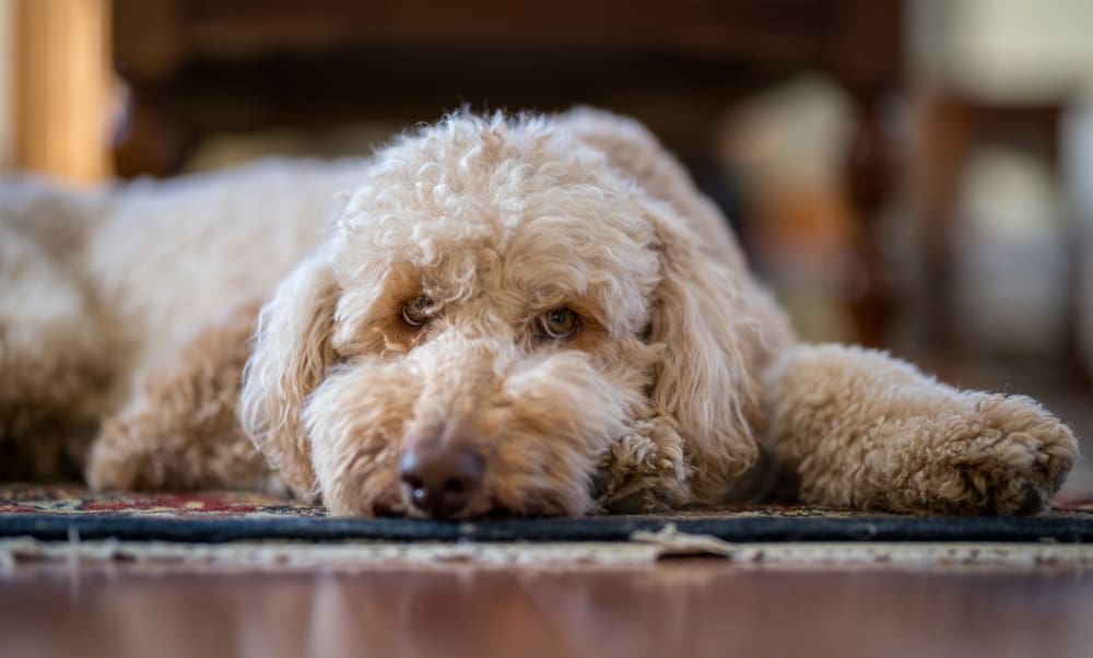 contact-us-emotional-support-animal