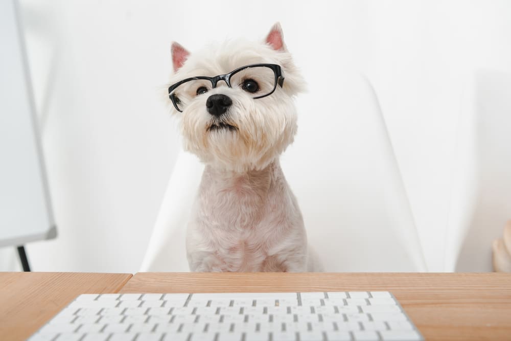 white bespectacled terrier sits at keyboard