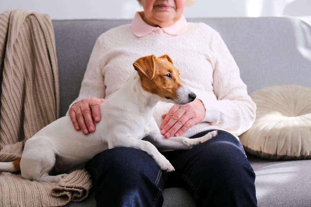 woman and dog sitting on sofa