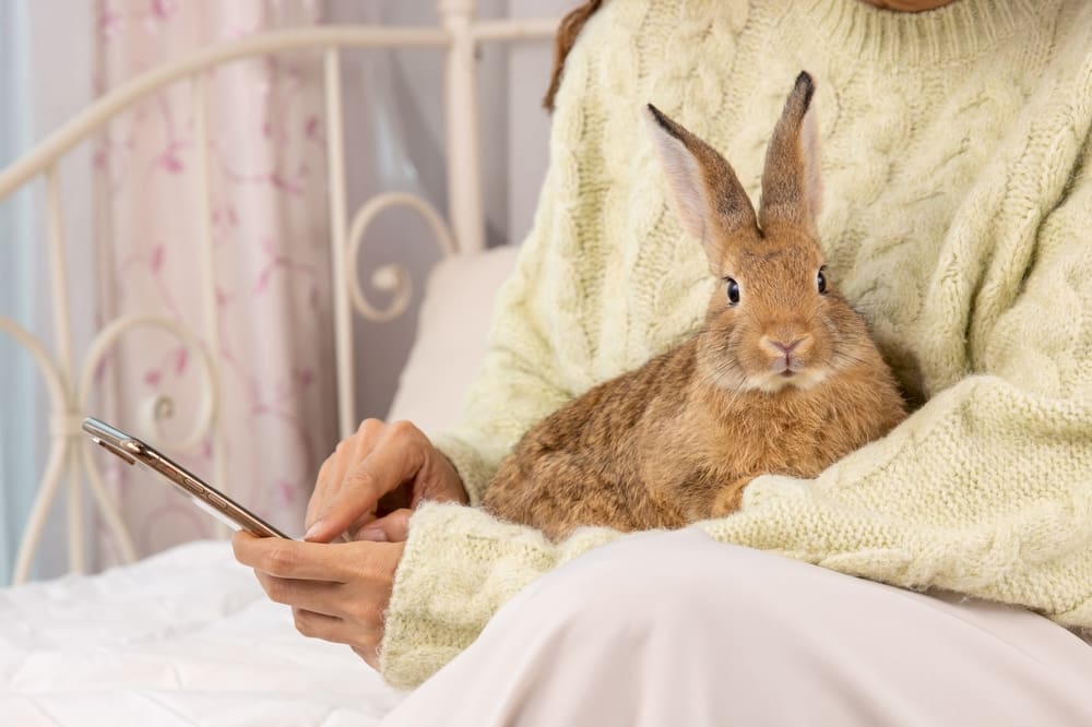 woman holds rabbit while using smartphone