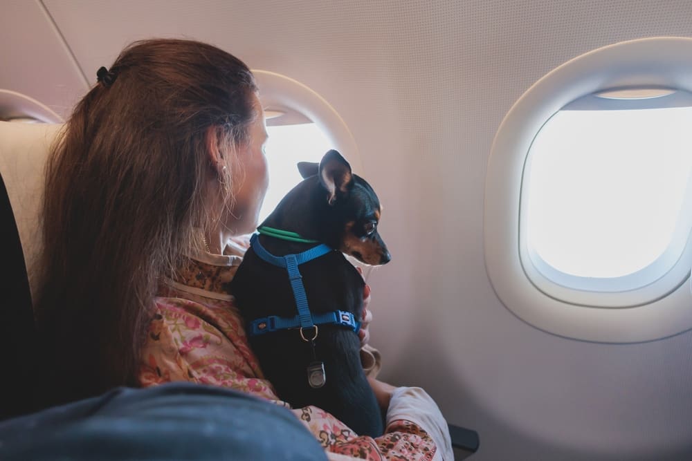 woman with her dog on a plane