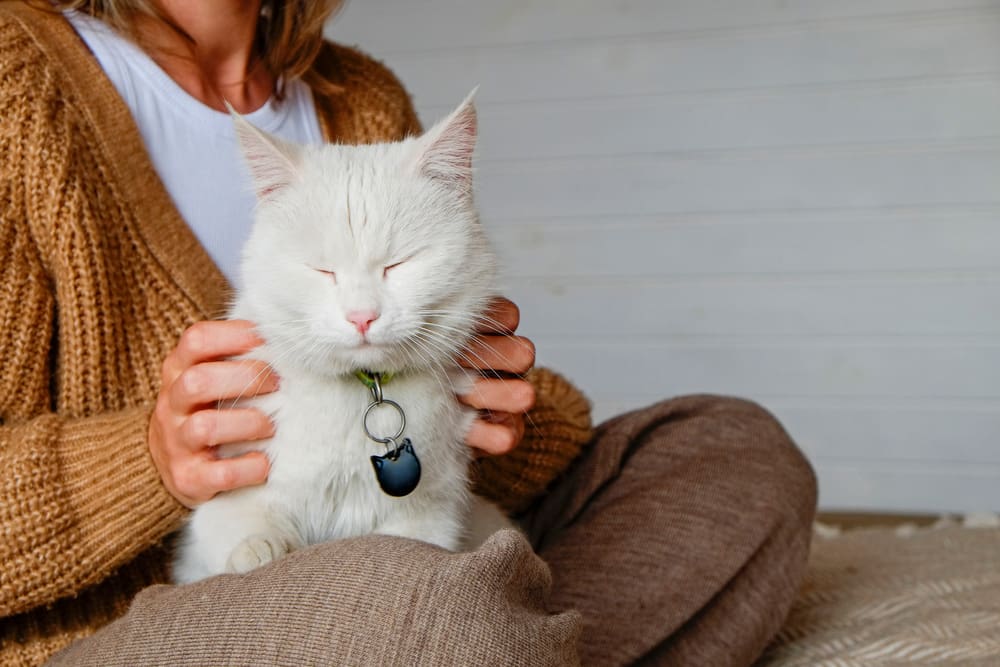 young woman holding white cat