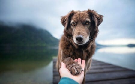 dog giving human a paw outside