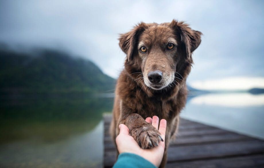 dog giving human a paw outside