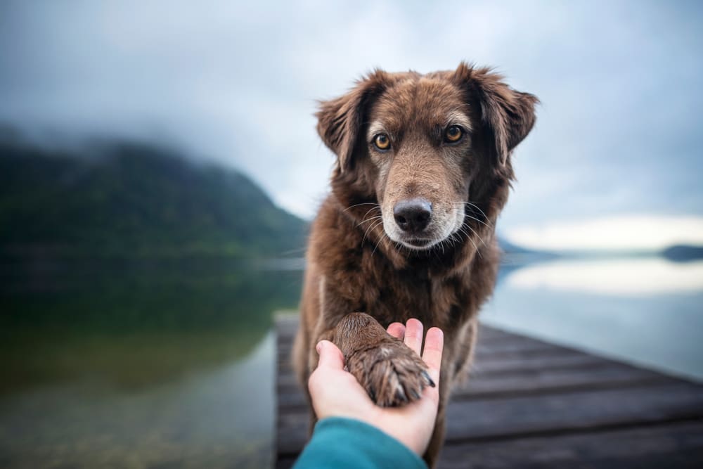 dog giving human a paw outside