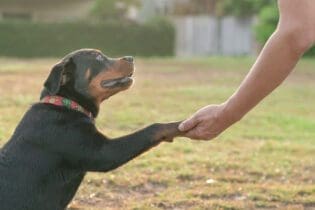 dog giving paw
