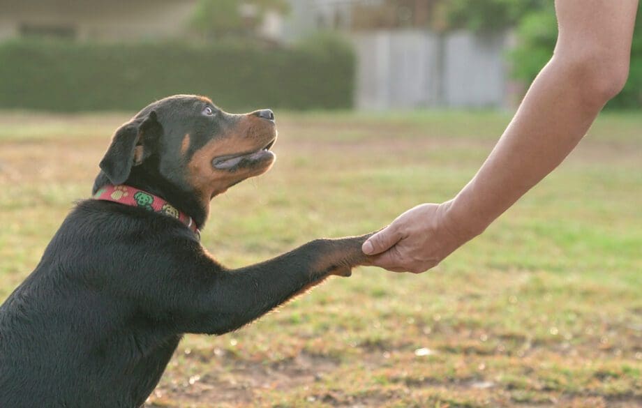 dog giving paw