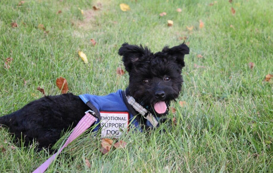 emotional support dog in grass