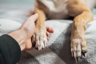 human holding a dog's paw