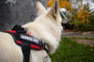 dog wearing service dog vest