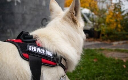 dog wearing service dog vest