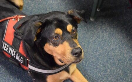 dog wearing service dog vest]