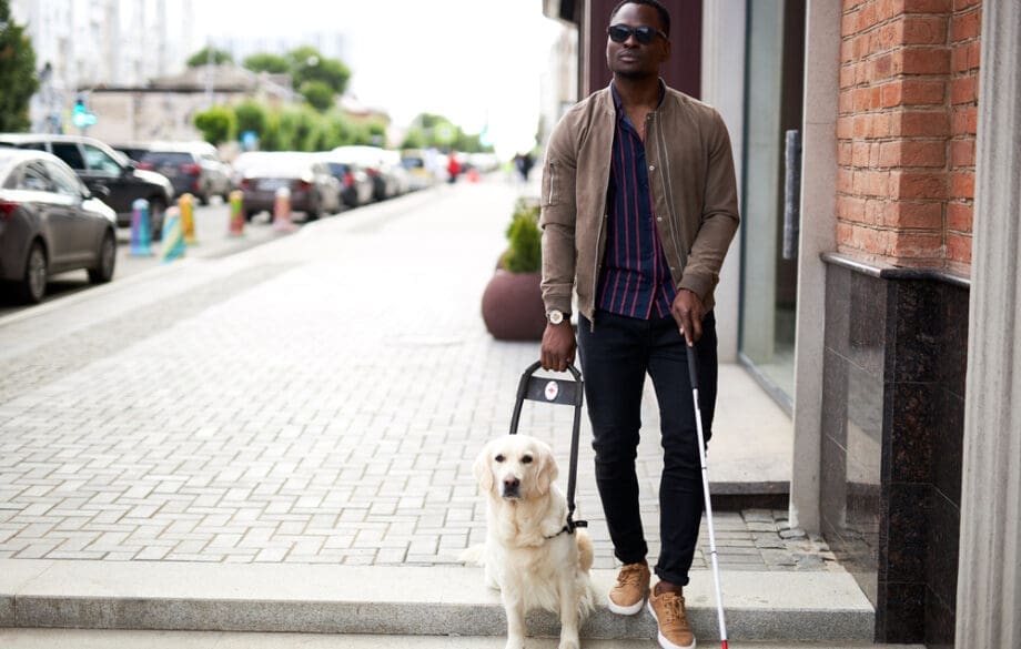 guide dog walking with a man