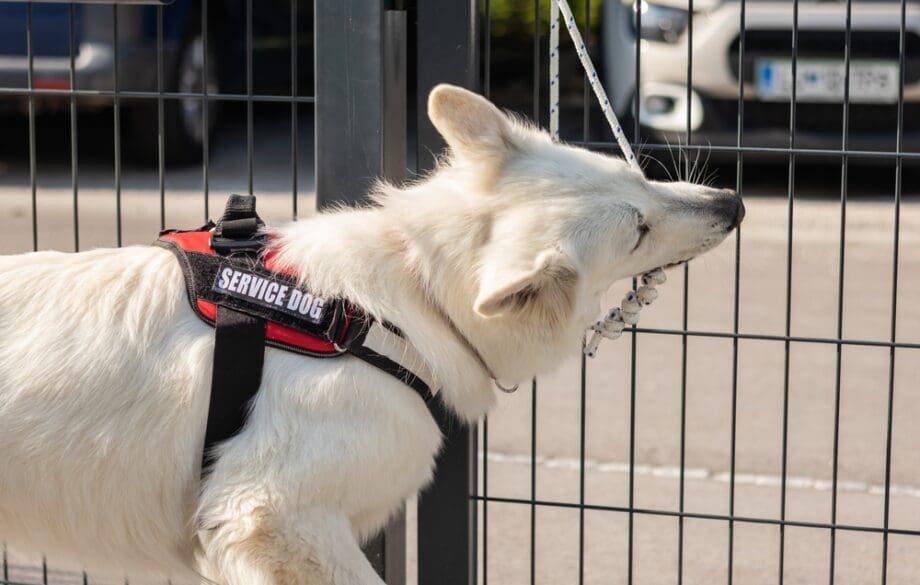 service dog in harness opening gate