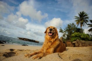 golden retriever at the beach