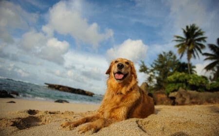 golden retriever at the beach