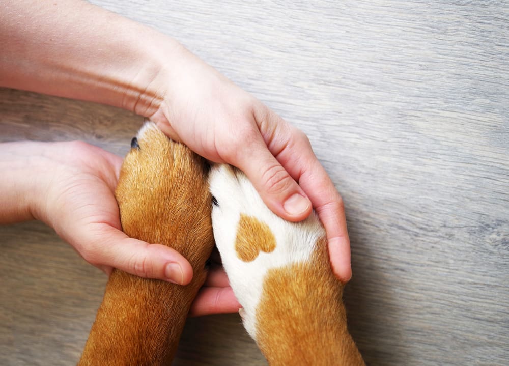 hands holding dog paws