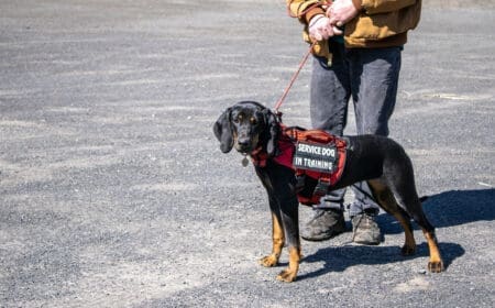 service dog in training with owner