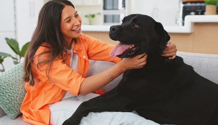 woman petting black labrador retriever