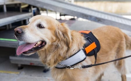 golden retriever service dog in harness