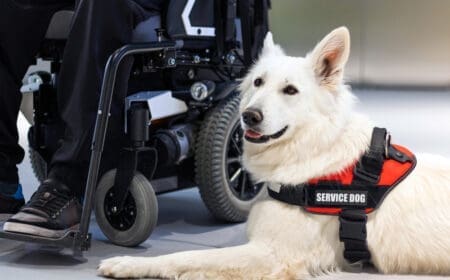 service dog next to owner wheelchair