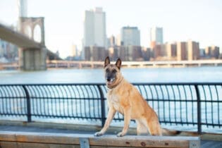 emotional support animal dog in front of brooklyn bridge and new york city skyline