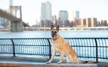 emotional support animal dog in front of brooklyn bridge and new york city skyline