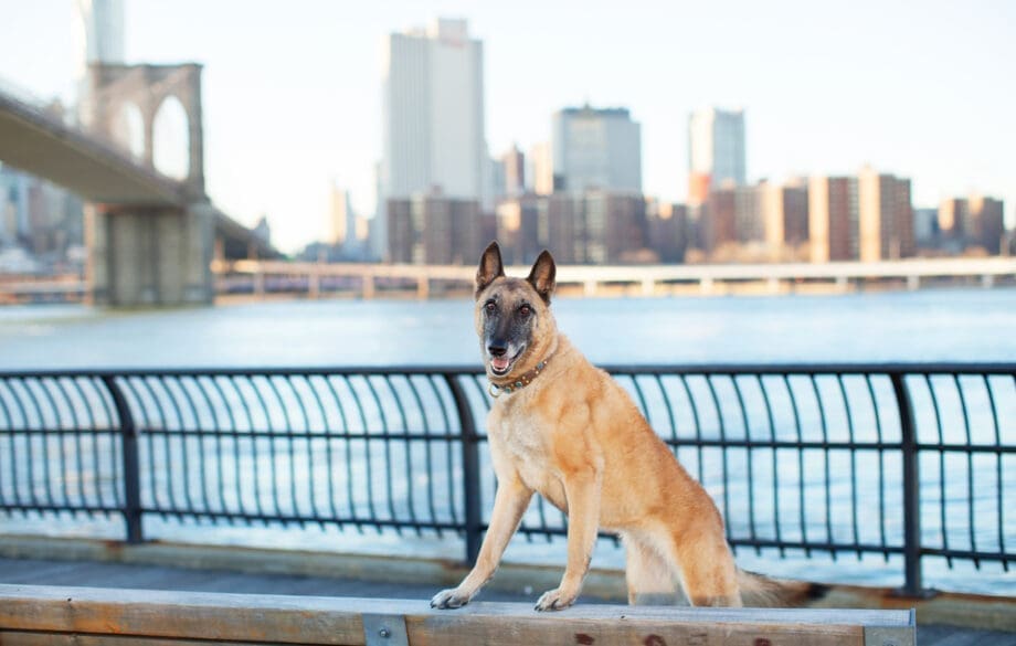 emotional support animal dog in front of brooklyn bridge and new york city skyline