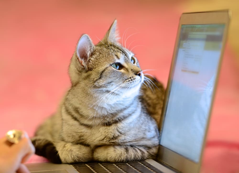 cat looking at laptop screen