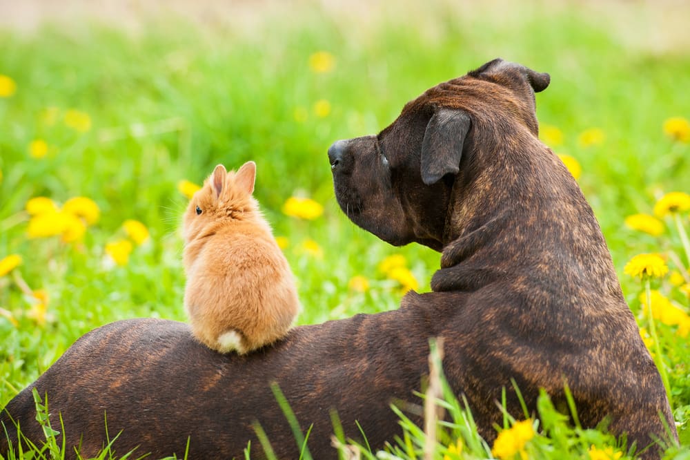 bunny on dog