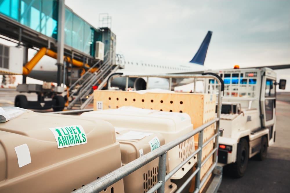 truck transporting live animals in airport