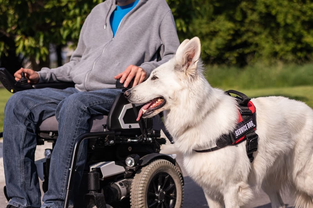 man in wheelchair with service dog