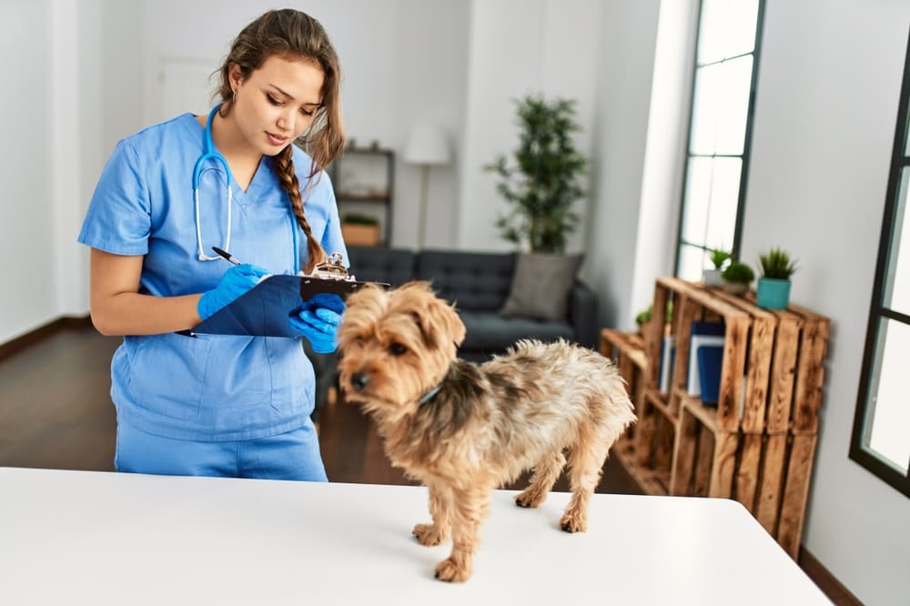 doctor with dog writing report