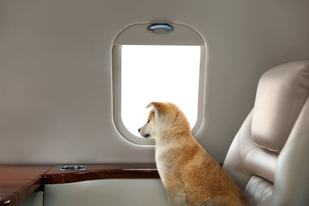 akita inu looking out plane window.