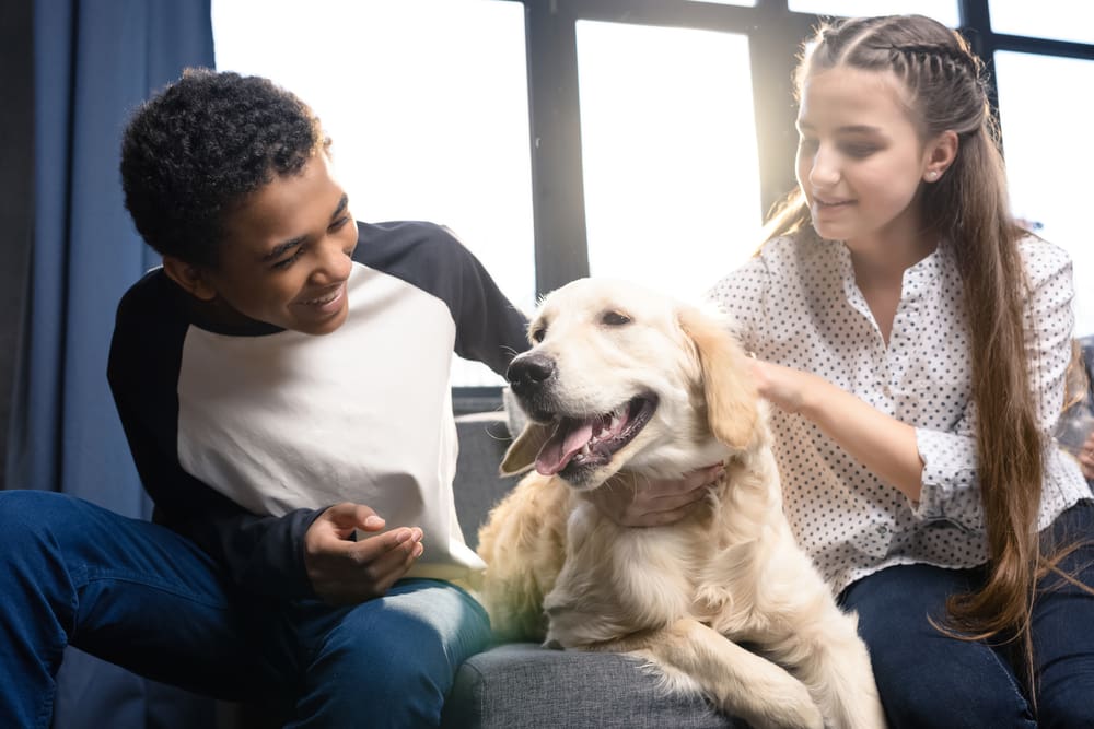 having fun with golden retriever dog