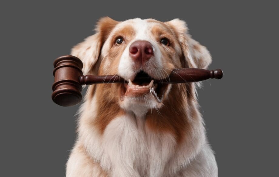 Cute Australian Shepherd dog with judge's gavel on black background