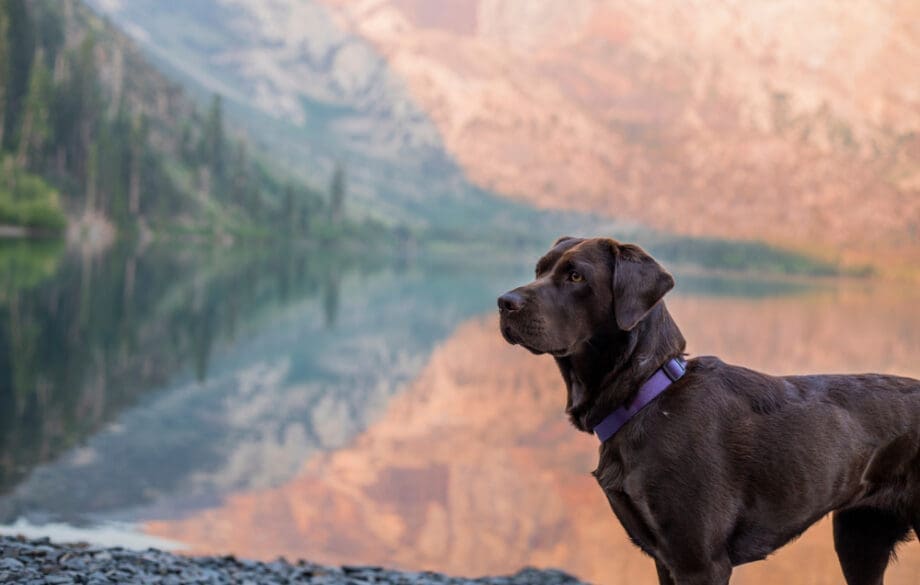 A labrador in the sierra nevada mountains.