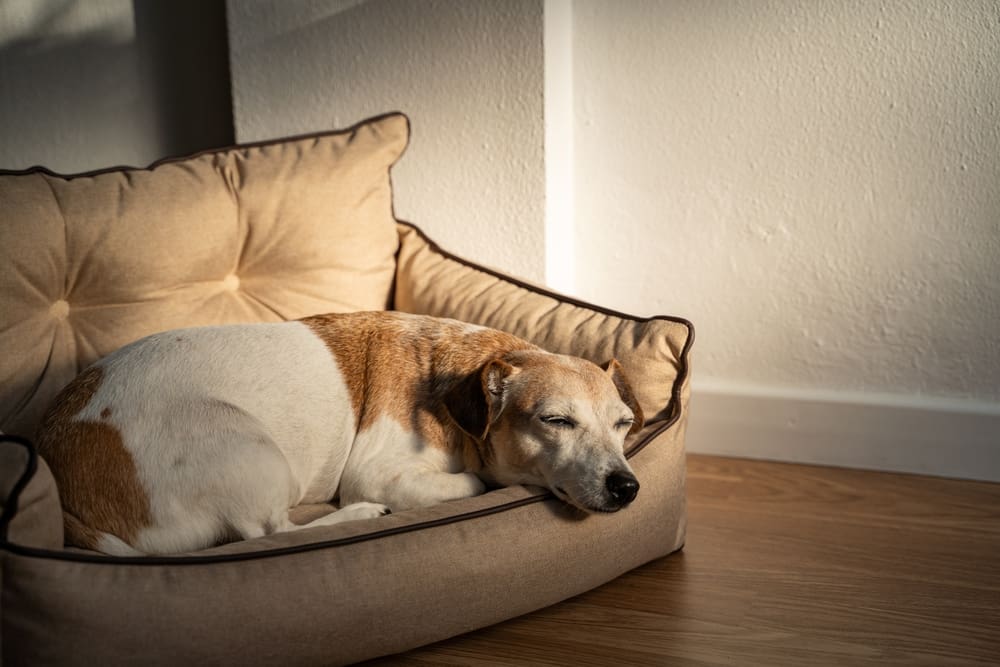 A dog sleeping in a sofa bed.