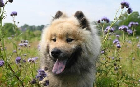 emotional support animal dog outside in field in montana with flowers