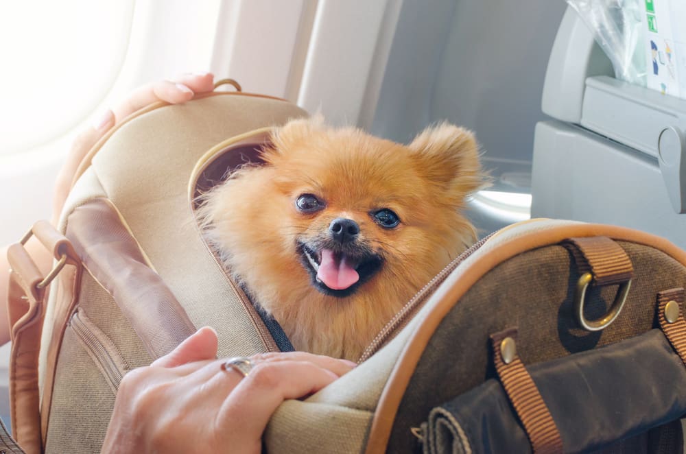 A Pomeranian in a travel carrier.