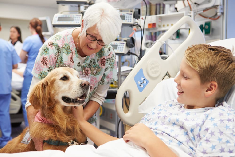 A pet therapy dog visiting a young male patient at their hospital bed.