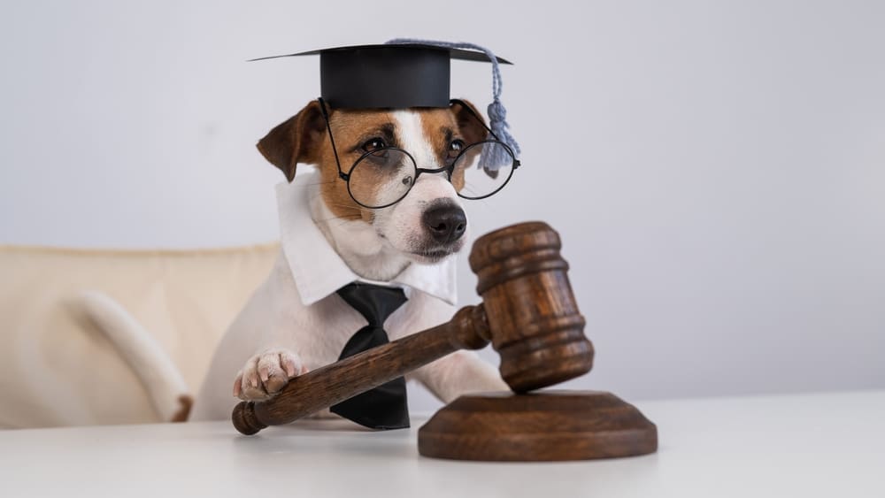 A dog dressed as a judge.