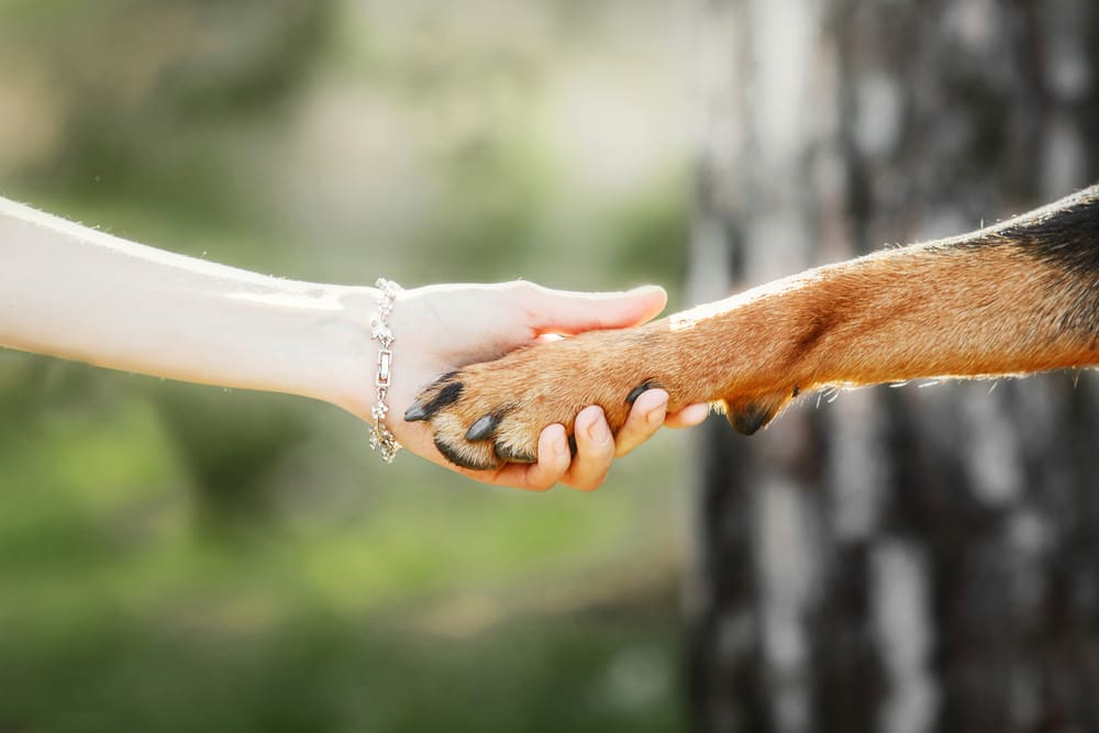 A woman’s hand holding a dog’s paw.