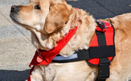 A therapy dog lying down and looking at the handler.