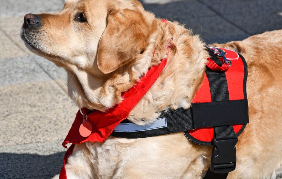 A therapy dog lying down and looking at the handler.