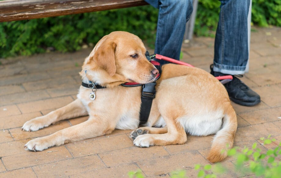 Close-up of a Labrador retriever, a common choice for the role of a service dog for anxiety, resting in a city park.