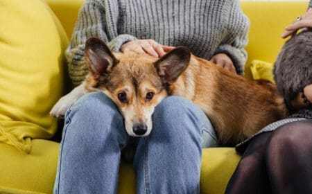 A Welsh corgi dog resting its head on owner’s lap, showing how dogs can sense sadness.