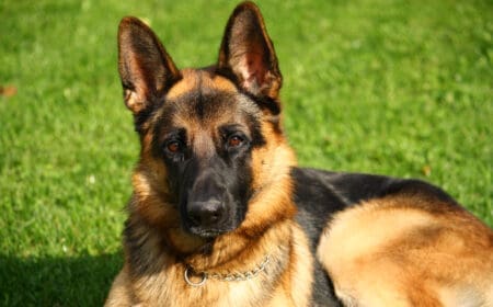 A German shepherd puppy, one of the best choices for psychiatric service dogs, lying on a grassy field.