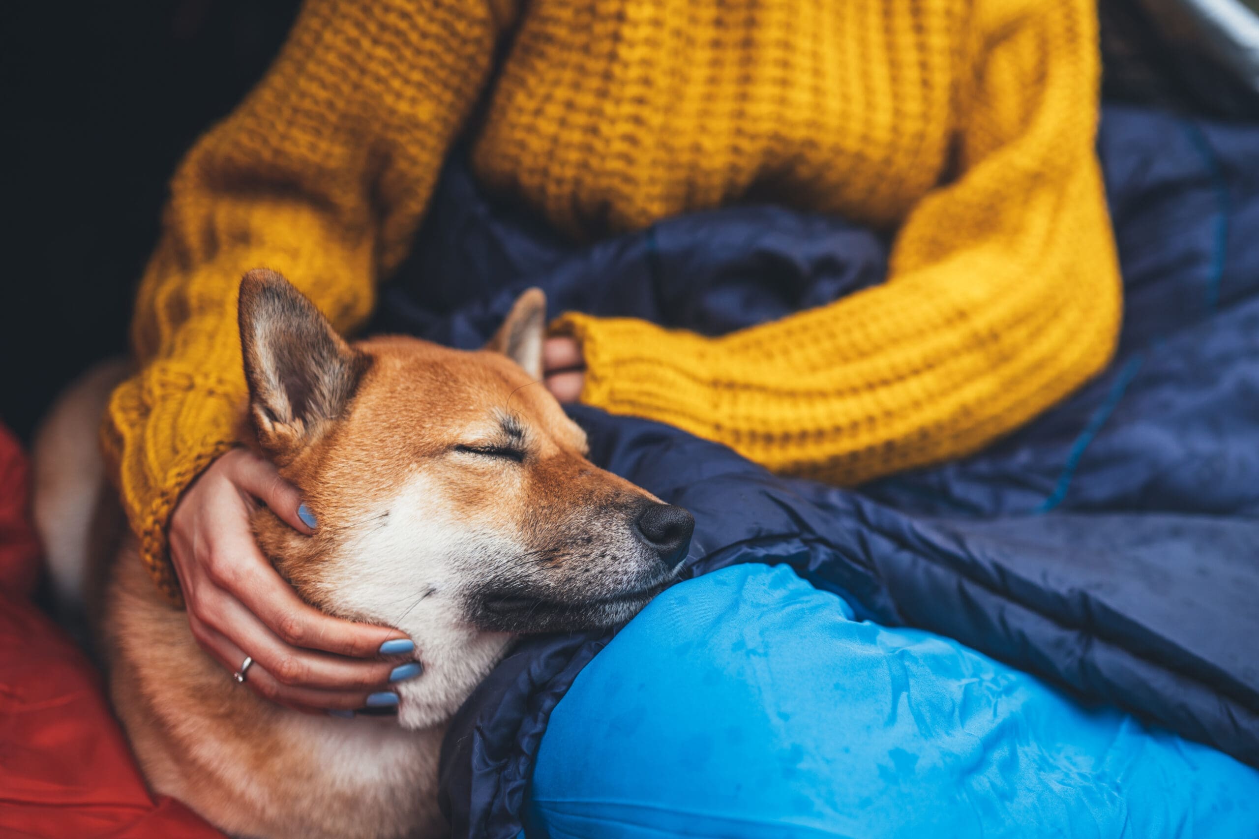 A Shiba Inu cuddling and sleeping beside their owner, highlighting how dogs can sense sadness.